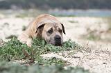 CANE CORSO 663